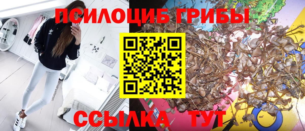Галлюциногенные грибы Psilocybe Таганрог